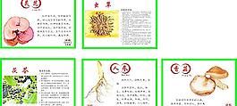 中草藥 功效圖片