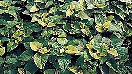 植物葉子圖片