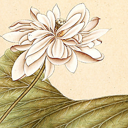 位圖 植物 花卉 優(yōu)雅植物 藝術(shù)效果 免費素材
