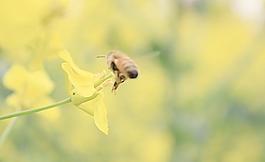 油菜花叢中的小蜜蜂圖片