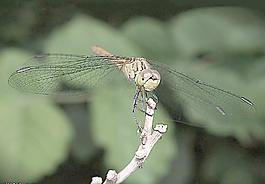 蚱蜢圖片