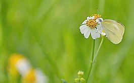 蝴蝶 菊花圖片