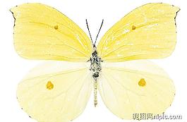 蝴蝶PSD素材圖片
