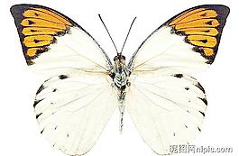 蝴蝶PSD素材圖片