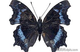 蝴蝶PSD素材圖片