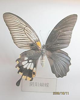 陰陽蝴蝶圖片