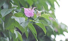 蝴蝶与花图片