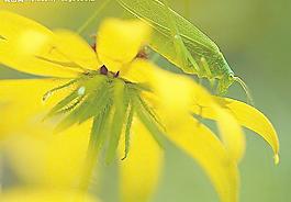 蚱蜢圖片