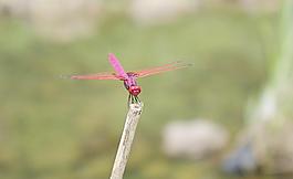 紅蜻蜓圖片