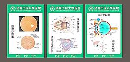 眼科 解剖圖圖片