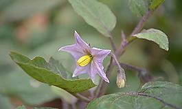 茄子花圖片