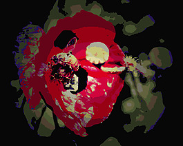 LOMO蜂