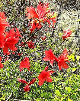 花開爭艷圖片