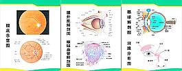 眼睛解剖圖圖片