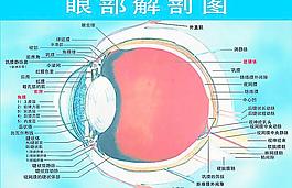 眼部解剖圖圖片
