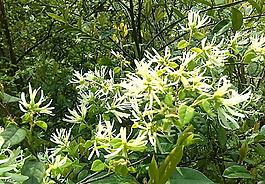 山野之花圖片