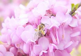 蜜蜂與花圖片