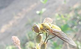 蜜蜂圖片