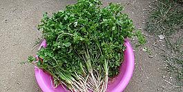 香菜圖片