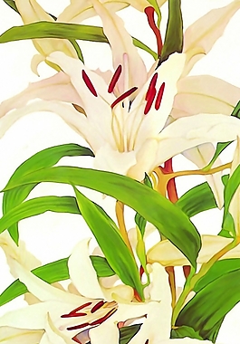 位圖 植物 花卉 藝術(shù)效果 油畫 免費(fèi)素材