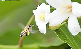 蜜蜂圖片