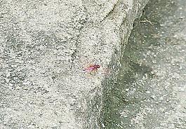 蜻蜓圖片