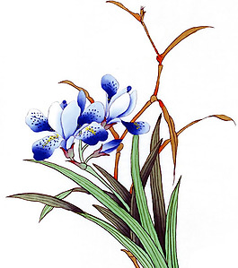 位圖 植物 優(yōu)雅植物 君子蘭 時(shí)尚休閑女裝 免費(fèi)素材