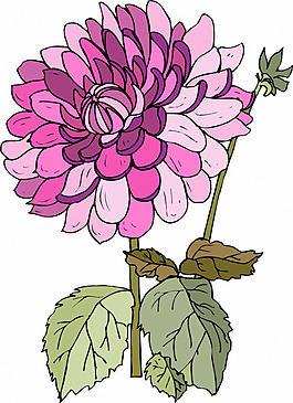 位圖 植物 優(yōu)雅植物 花卉 時尚休閑女裝 免費素材