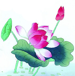 印花非矢量 植物 花卉 荷花 優(yōu)雅植物 免費素材