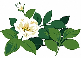 位圖 植物 花卉 優(yōu)雅植物 色彩 免費(fèi)素材