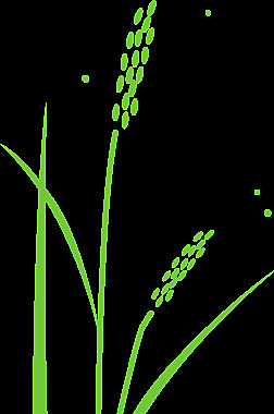 水稻植株