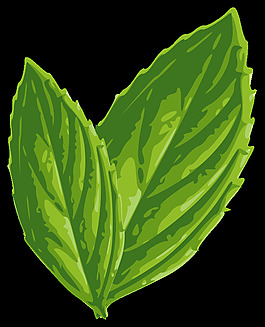 薄荷2