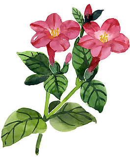 位圖 植物 花卉 優(yōu)雅植物 藝術(shù)效果 免費素材