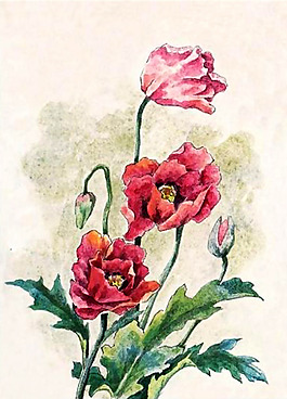 位圖 植物 花卉 優(yōu)雅植物 藝術(shù)效果 免費(fèi)素材
