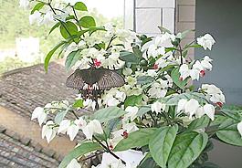 花蝶圖片