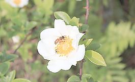 蜜蜂花圖片