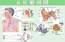 五官解剖圖圖片