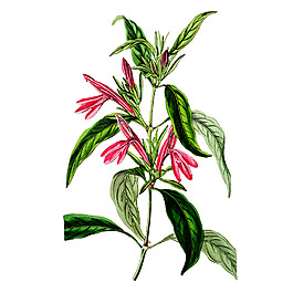 位圖 植物 花卉 優(yōu)雅植物 藝術(shù)效果 免費素材