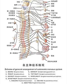 中軸學說 自主神經系概觀圖片