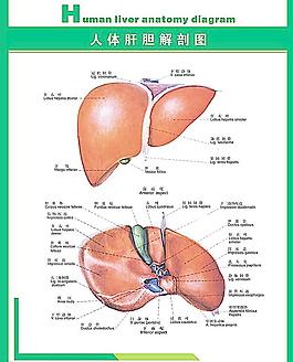 人體科普人體肝膽解剖圖片