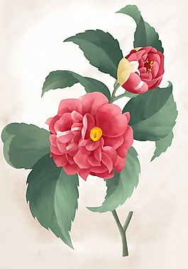 位圖 植物 花卉 優(yōu)雅植物 色彩 免費素材