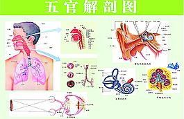 五官解剖图图片