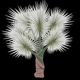 palm-01