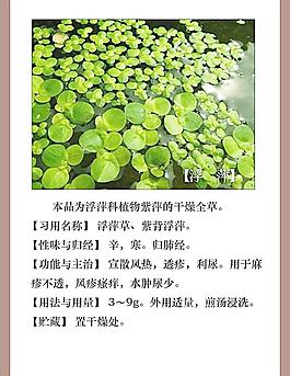 浮萍图片