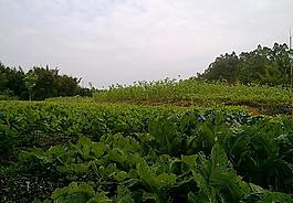 田園風光圖片