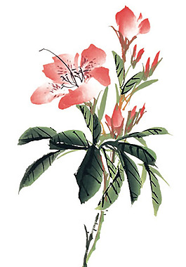 位圖 植物 花卉 優(yōu)雅植物 藝術(shù)效果 免費(fèi)素材