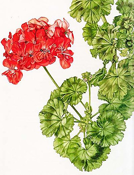 位圖 植物 花卉 優(yōu)雅植物 藝術(shù)效果 免費素材