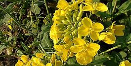 油菜花圖片
