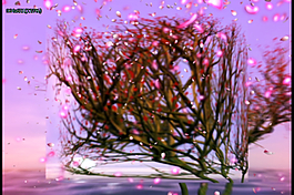 花瓣飄飛視頻素材