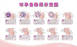 懷孕各階段示意圖圖片